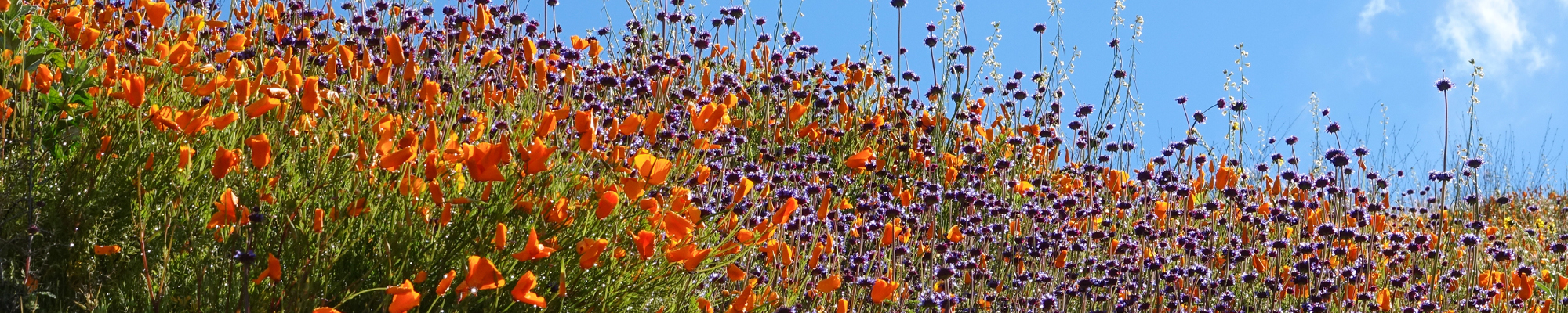 field of poppies california